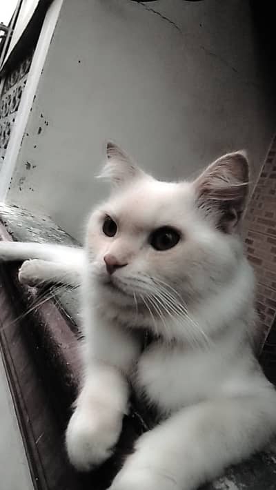 double code Persian male hai friendly or active