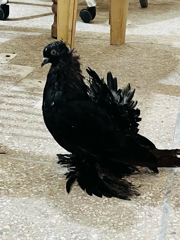American fantail 03237015080 — photo 5