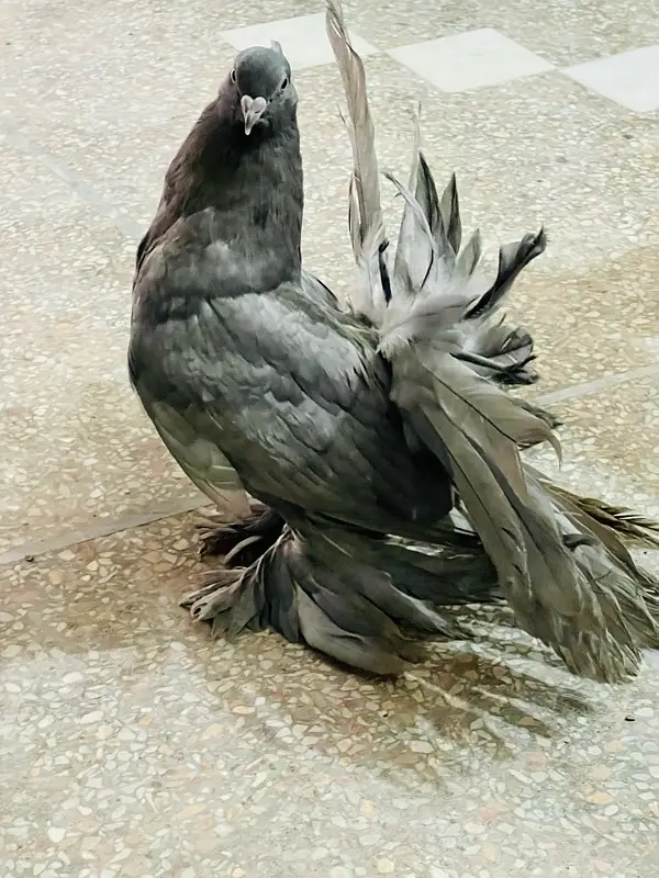 American fantail 03237015080 — photo 7