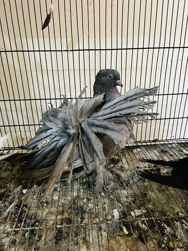 American fantail 03237015080 — photo 8