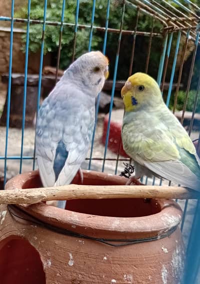 Rainbow Budgies Ready To Breed Pair