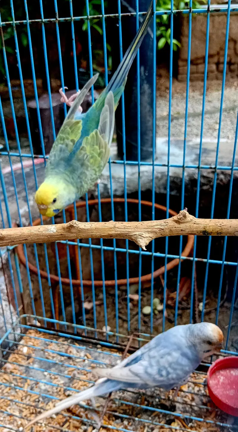 Rainbow Budgies Ready To Breed Pair — photo 4