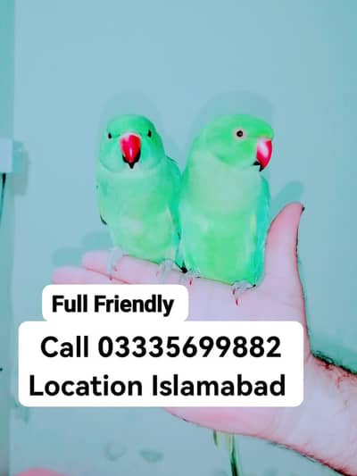 Single 5,500 Hand Tamed Friendly Green Ring Neck Parrot's Male/Female