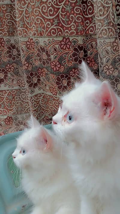Persian blue eyes white pair