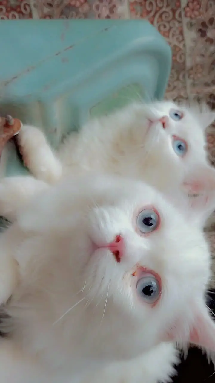 Persian blue eyes white pair — photo 2