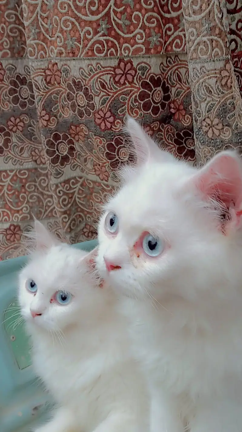 Persian blue eyes white pair — photo 3