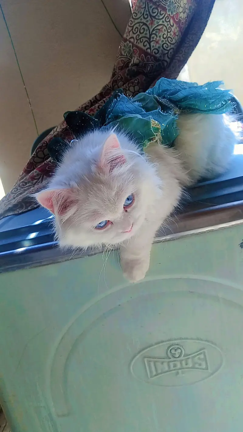 Persian blue eyes white pair — photo 5