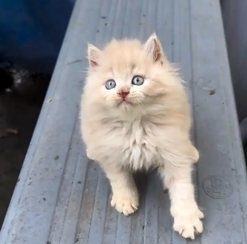 Persian kittens