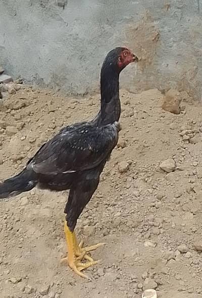 pure shamo aseel black