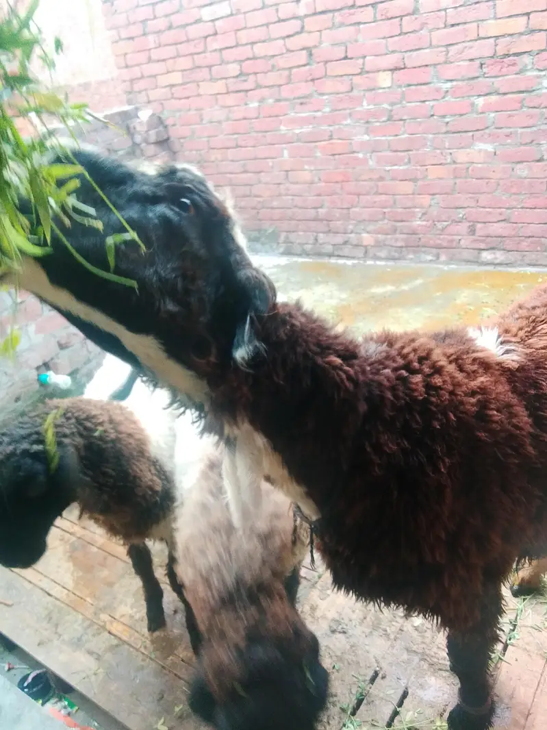 Mashallha health and Active chatra for sale 03295534870 — photo 11