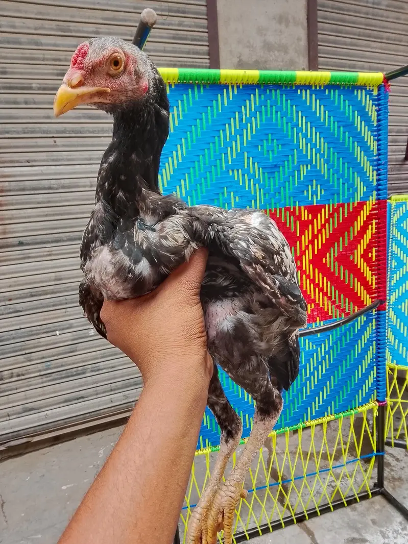 home breed — photo 5
