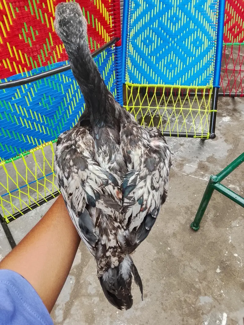 home breed — photo 6