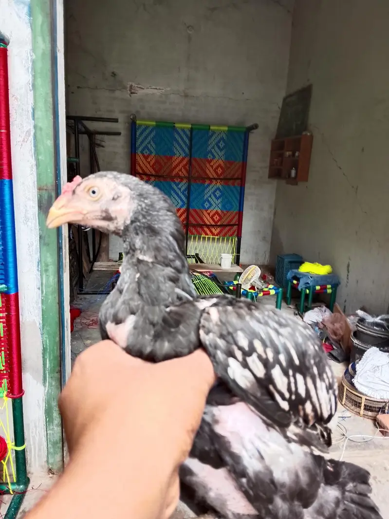 home breed — photo 11