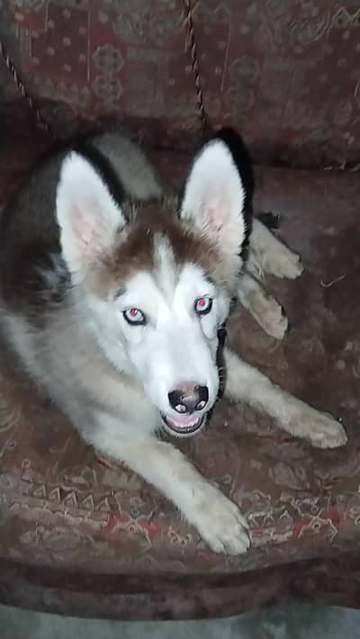 white & black siberian husky