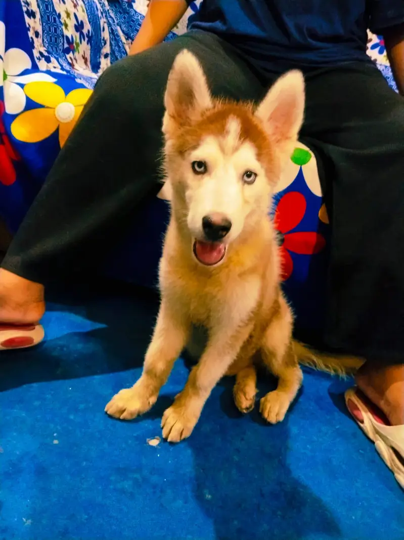 white & black siberian husky — photo 2