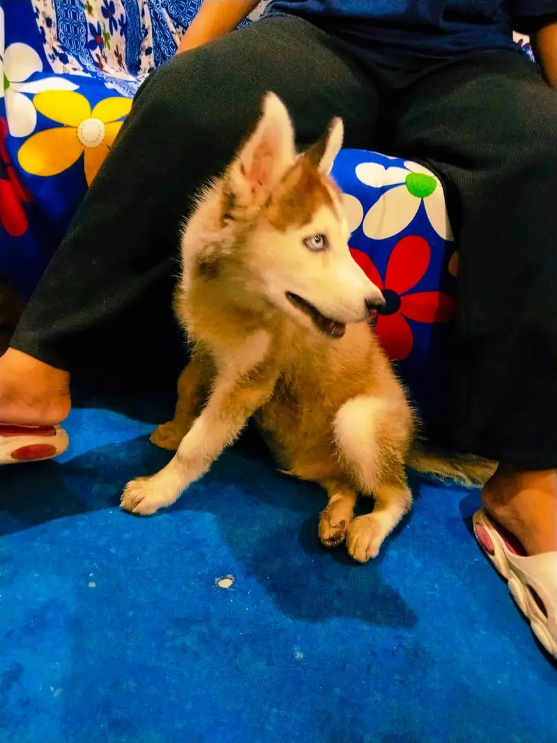 white & black siberian husky — photo 3