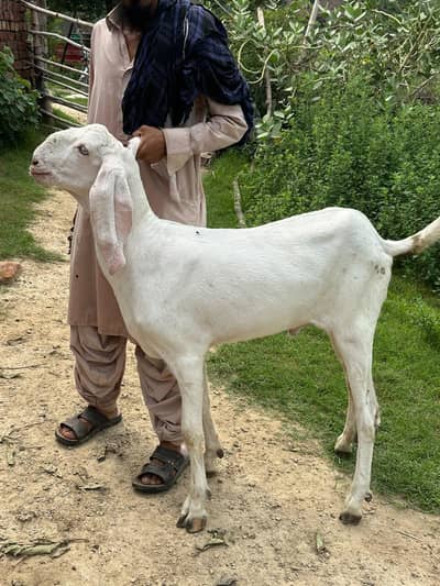 pure rajanpuri 0316 0491517