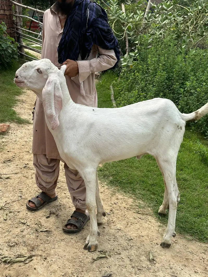 pure rajanpuri 0316 0491517
