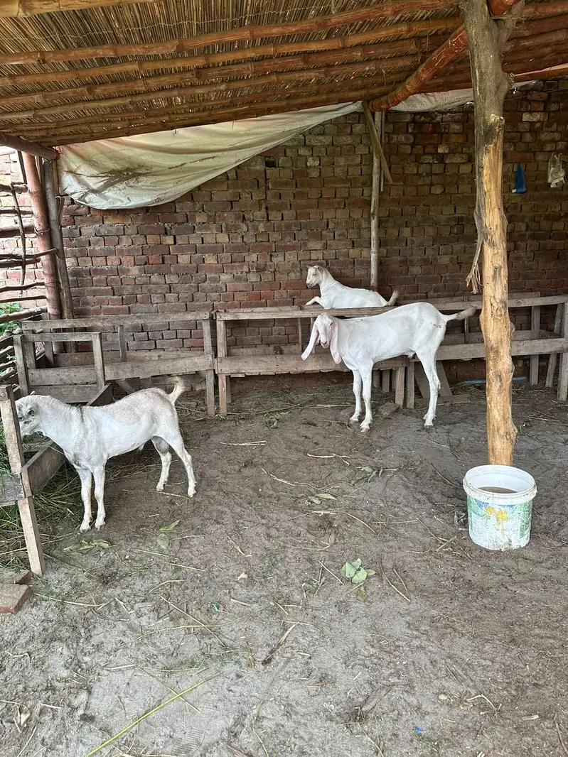 pure rajanpuri 0316 0491517 — photo 2