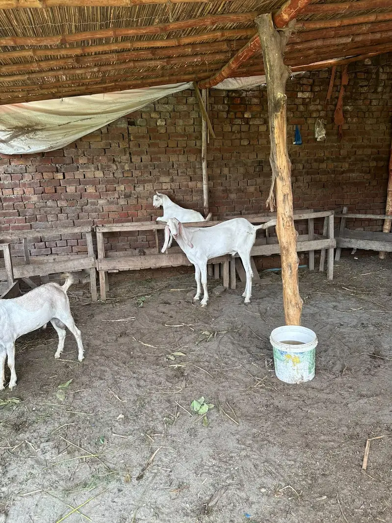 pure rajanpuri 0316 0491517 — photo 3