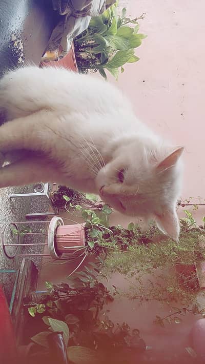 Persian cat for sale 1.5 years ild