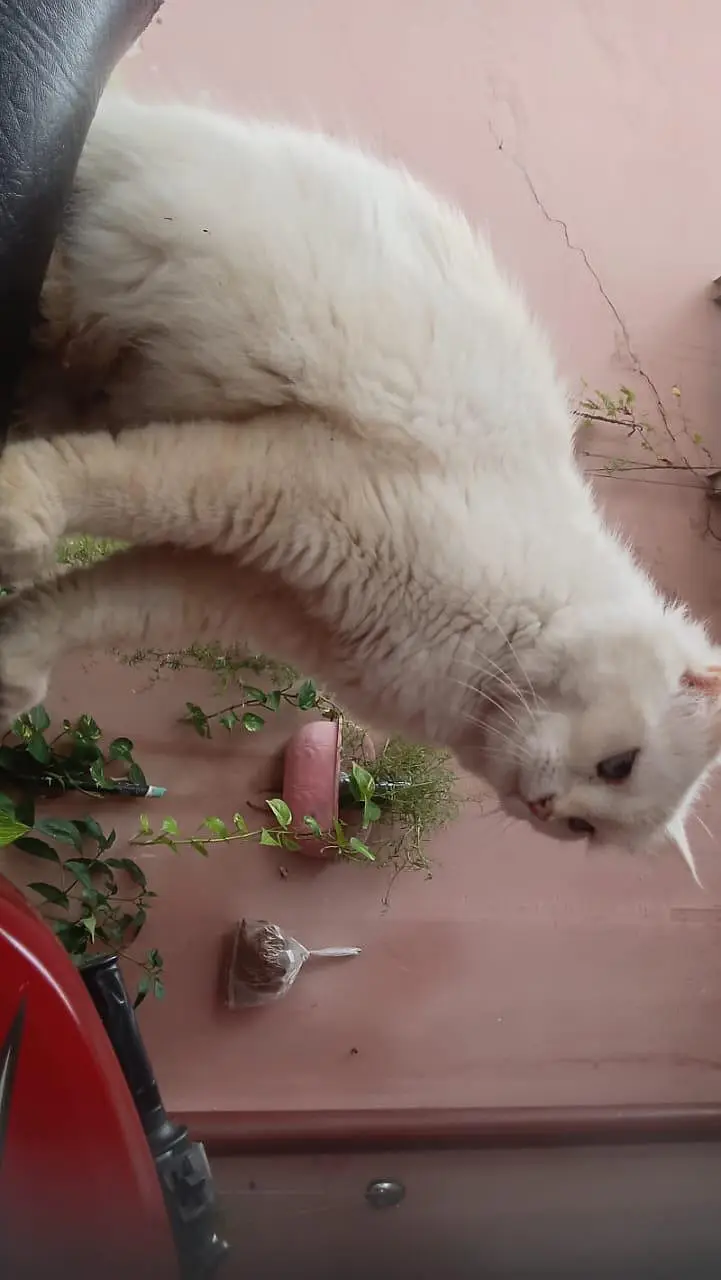 Persian cat for sale 1.5 years ild — photo 2