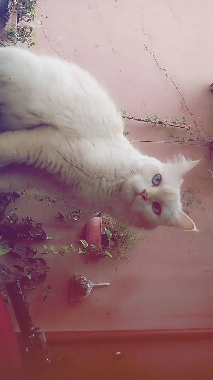 Persian cat for sale 1.5 years ild — photo 4