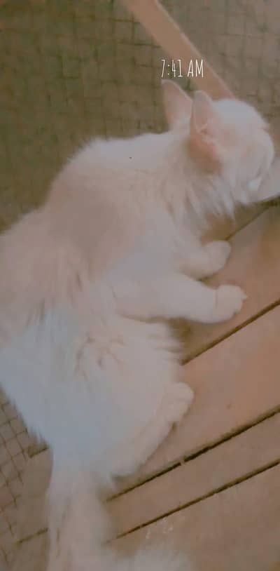 Persian cat for sale