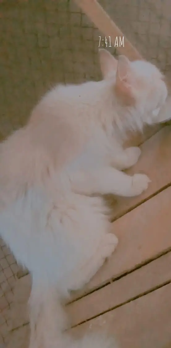 Persian cat for sale