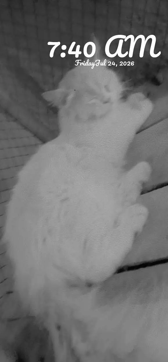 Persian cat for sale — photo 2