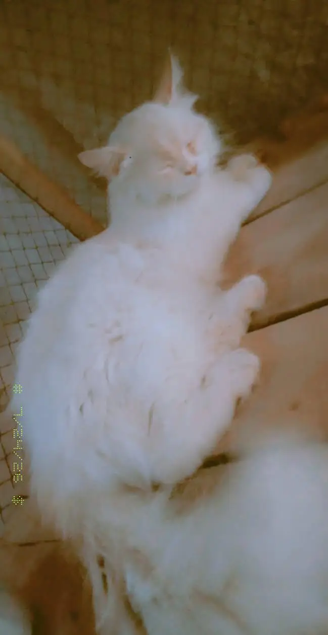 Persian cat for sale — photo 3