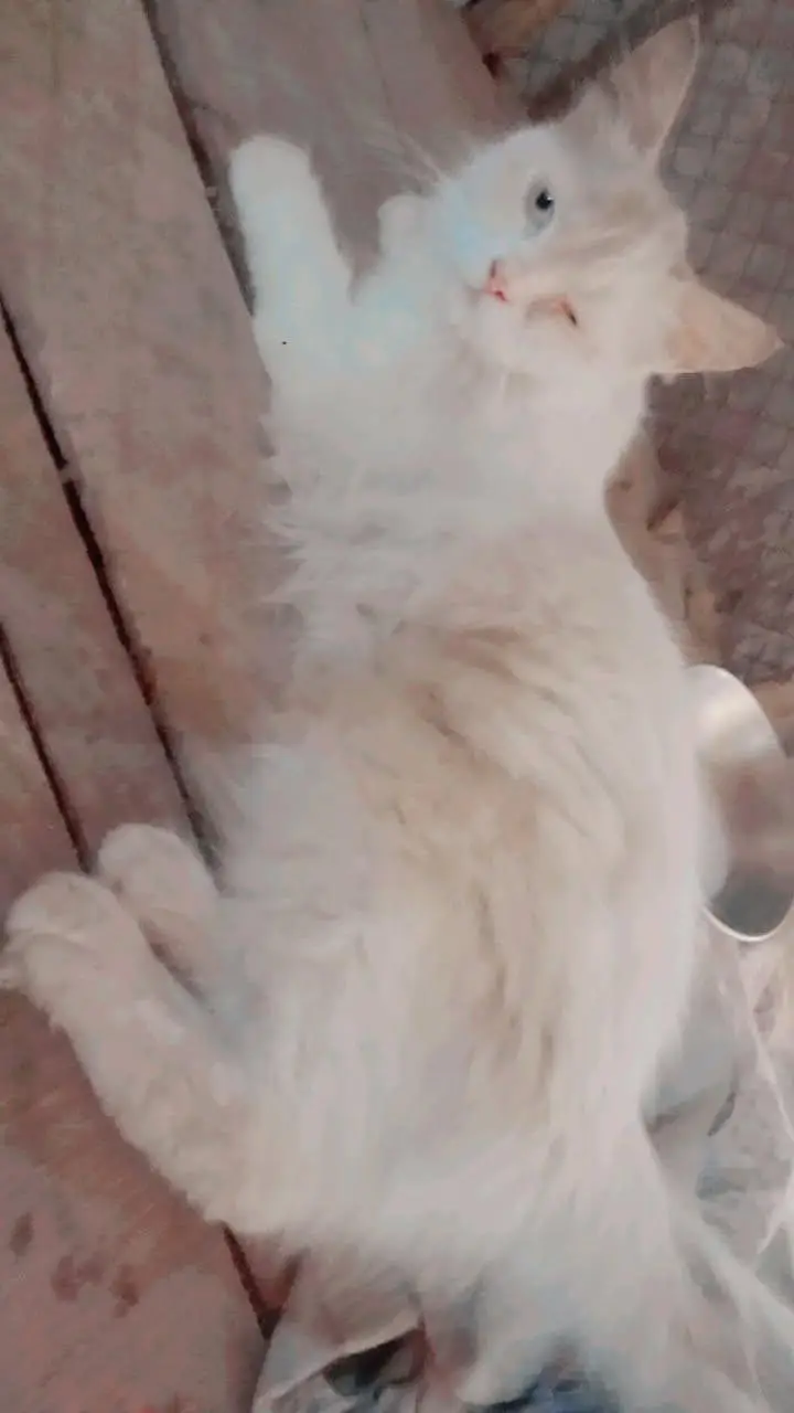Persian cat for sale — photo 4