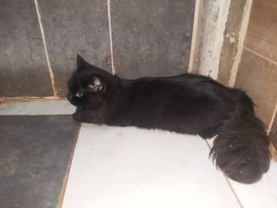 Beautiful Jet Black Persian Mixed Long Hair Male Cat | 1 Year Old |