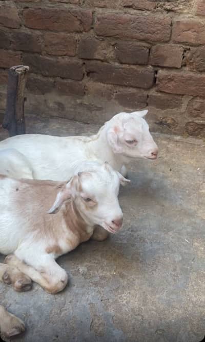 Teddy 2 male healthy and active teddy|goat|sheep||burbara|