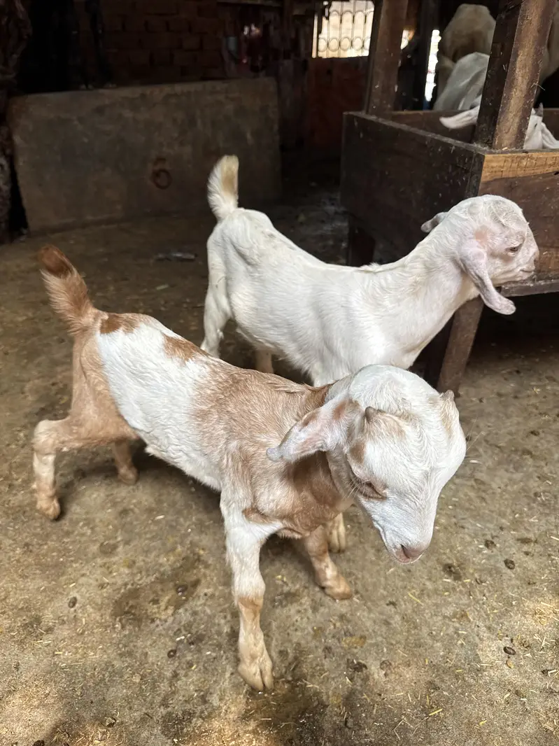 Teddy 2 male healthy and active teddy|goat|sheep||burbara| — photo 3