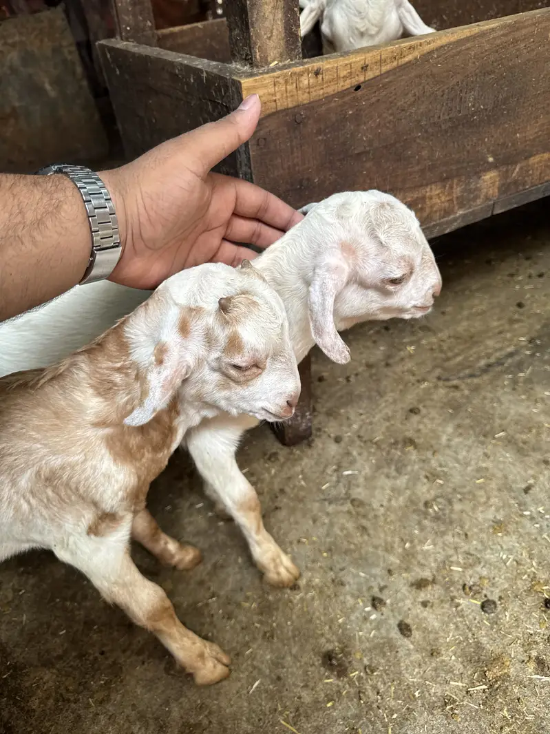 Teddy 2 male healthy and active teddy|goat|sheep||burbara| — photo 4