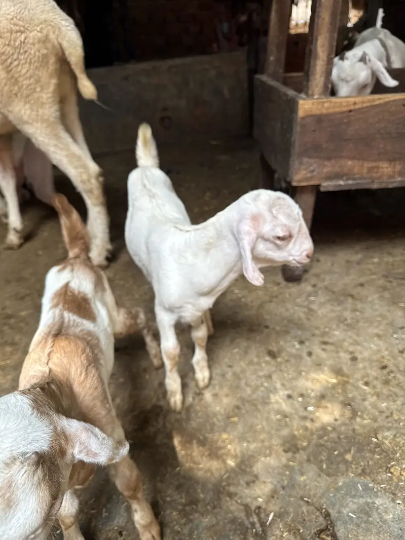 Teddy 2 male healthy and active teddy|goat|sheep||burbara| — photo 5