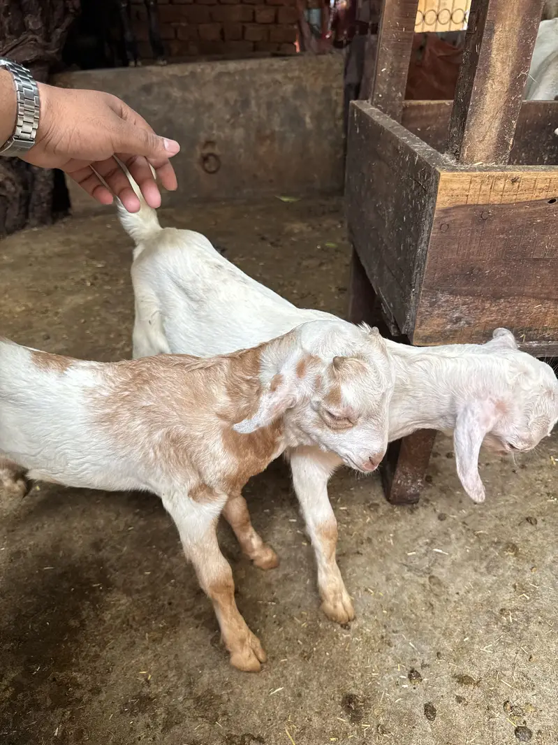 Teddy 2 male healthy and active teddy|goat|sheep||burbara| — photo 6