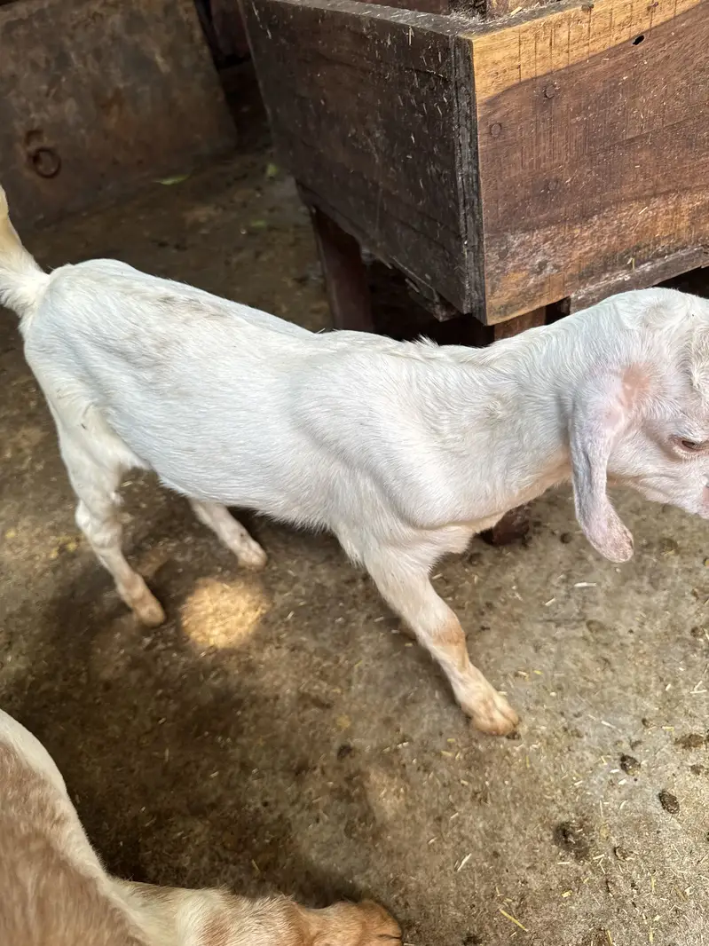 Teddy 2 male healthy and active teddy|goat|sheep||burbara| — photo 7