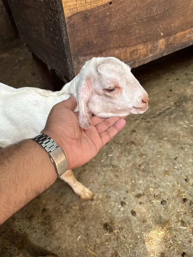 Teddy 2 male healthy and active teddy|goat|sheep||burbara| — photo 8
