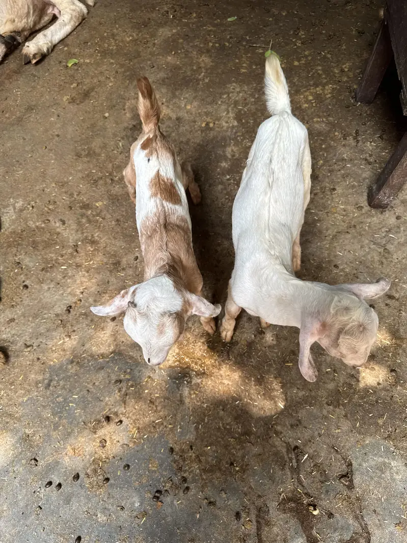 Teddy 2 male healthy and active teddy|goat|sheep||burbara| — photo 9