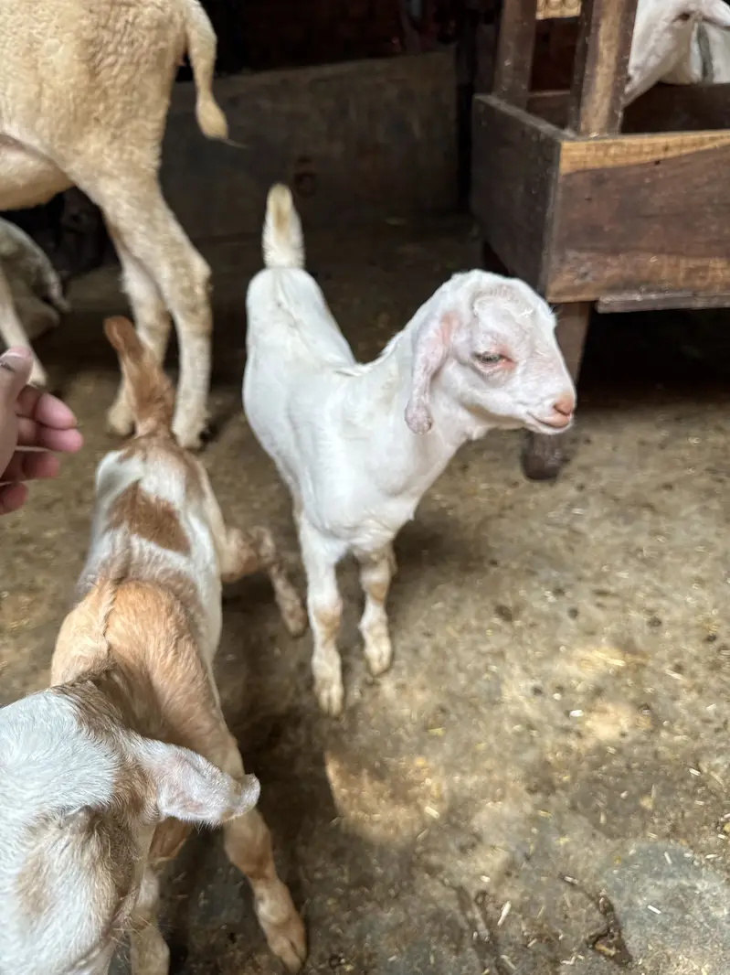 Teddy 2 male healthy and active teddy|goat|sheep||burbara| — photo 10