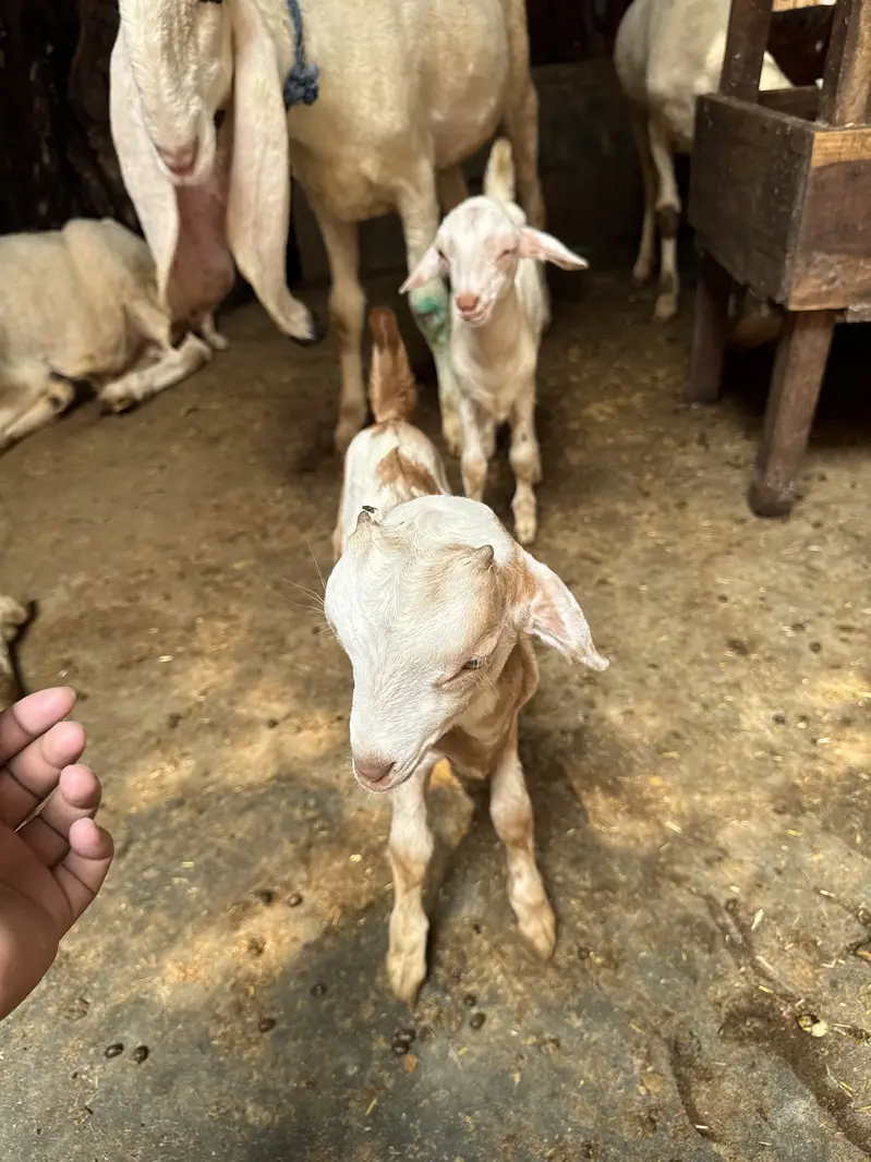 Teddy 2 male healthy and active teddy|goat|sheep||burbara| — photo 11