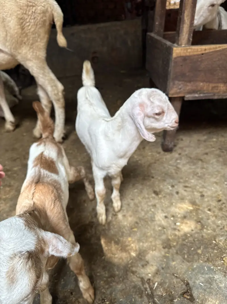 Teddy 2 male healthy and active teddy|goat|sheep||burbara| — photo 12