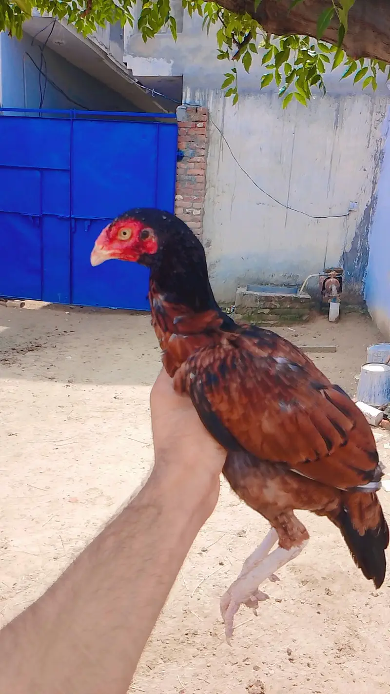 hight quality pathiya home breed forsale — photo 3