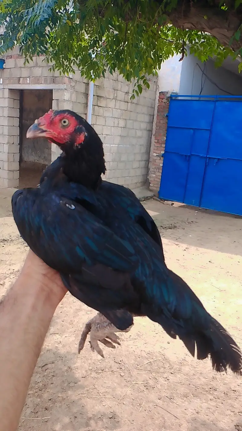 hight quality pathiya home breed forsale — photo 6