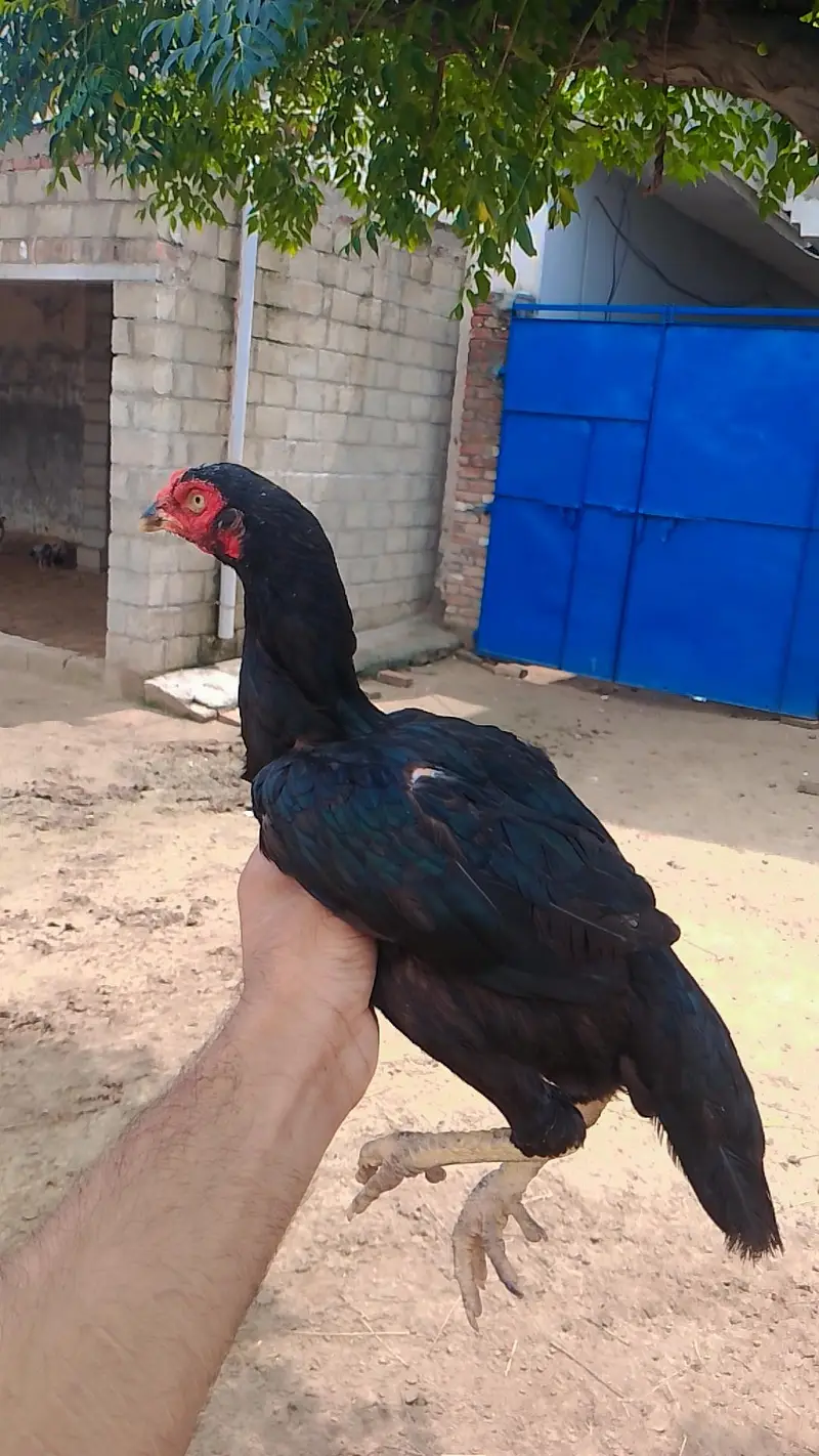 hight quality pathiya home breed forsale — photo 9