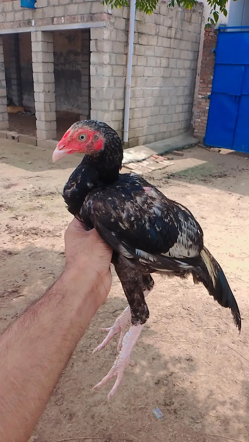 hight quality pathiya home breed forsale — photo 10
