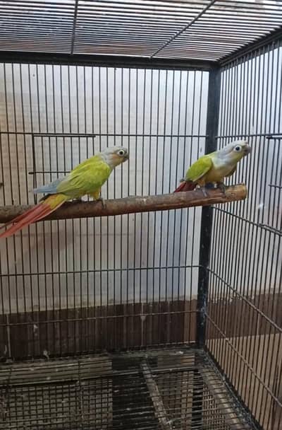 American dilute breeder pair