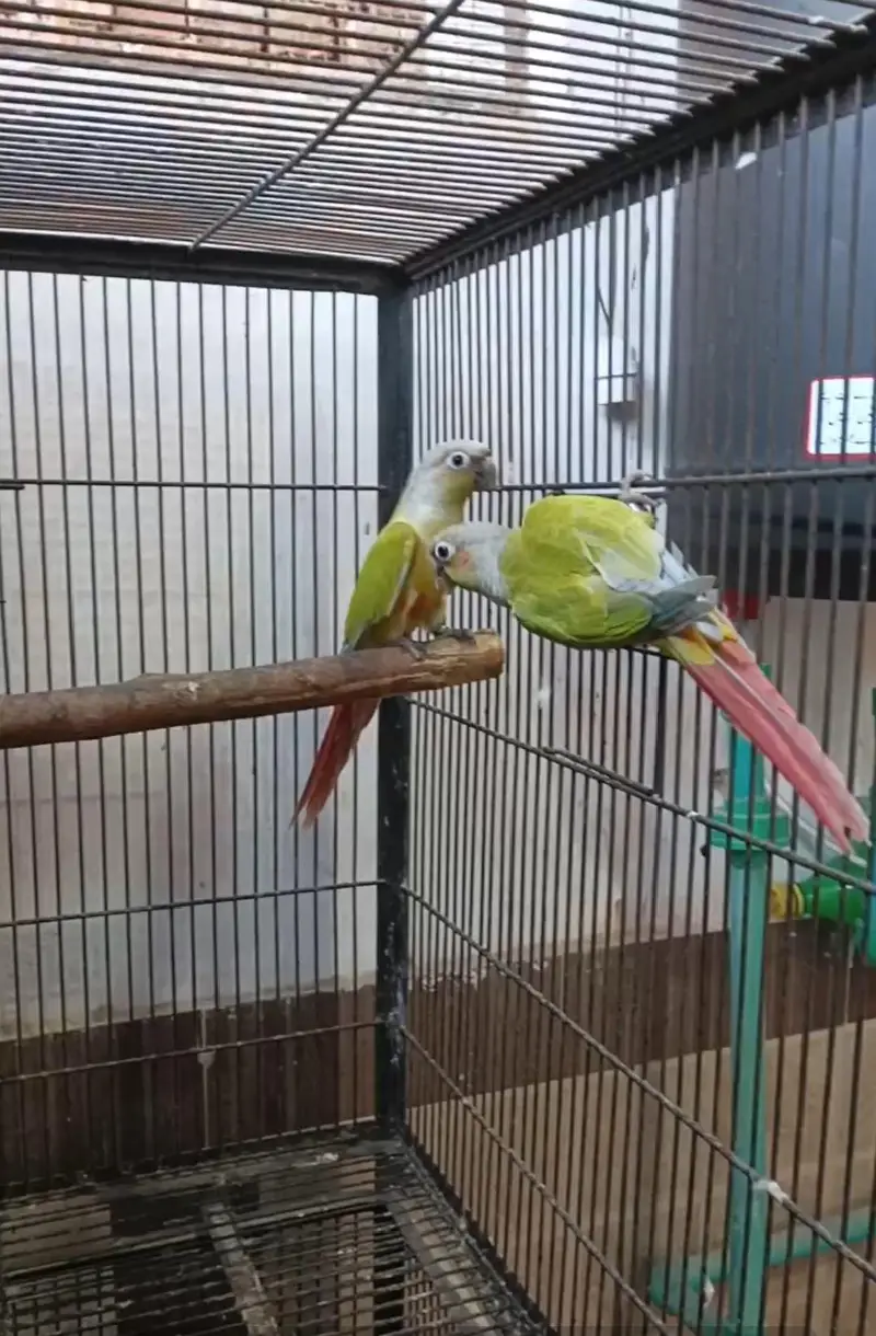 American dilute breeder pair — photo 2